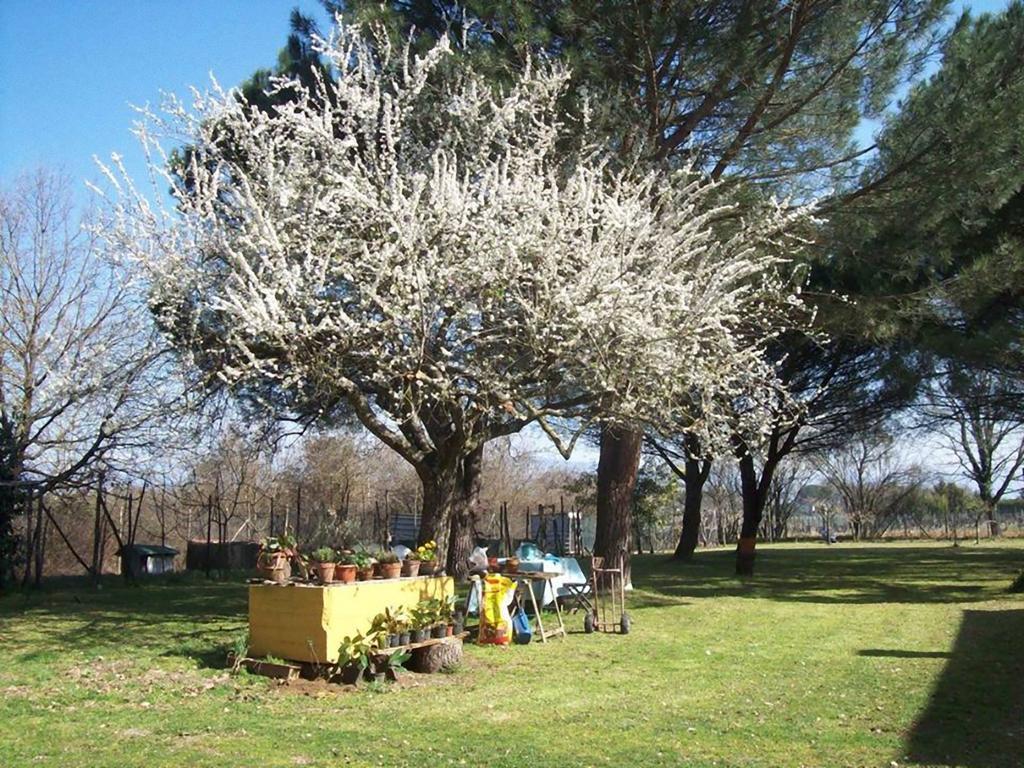 Campo alle Monache Bucine Esterno foto