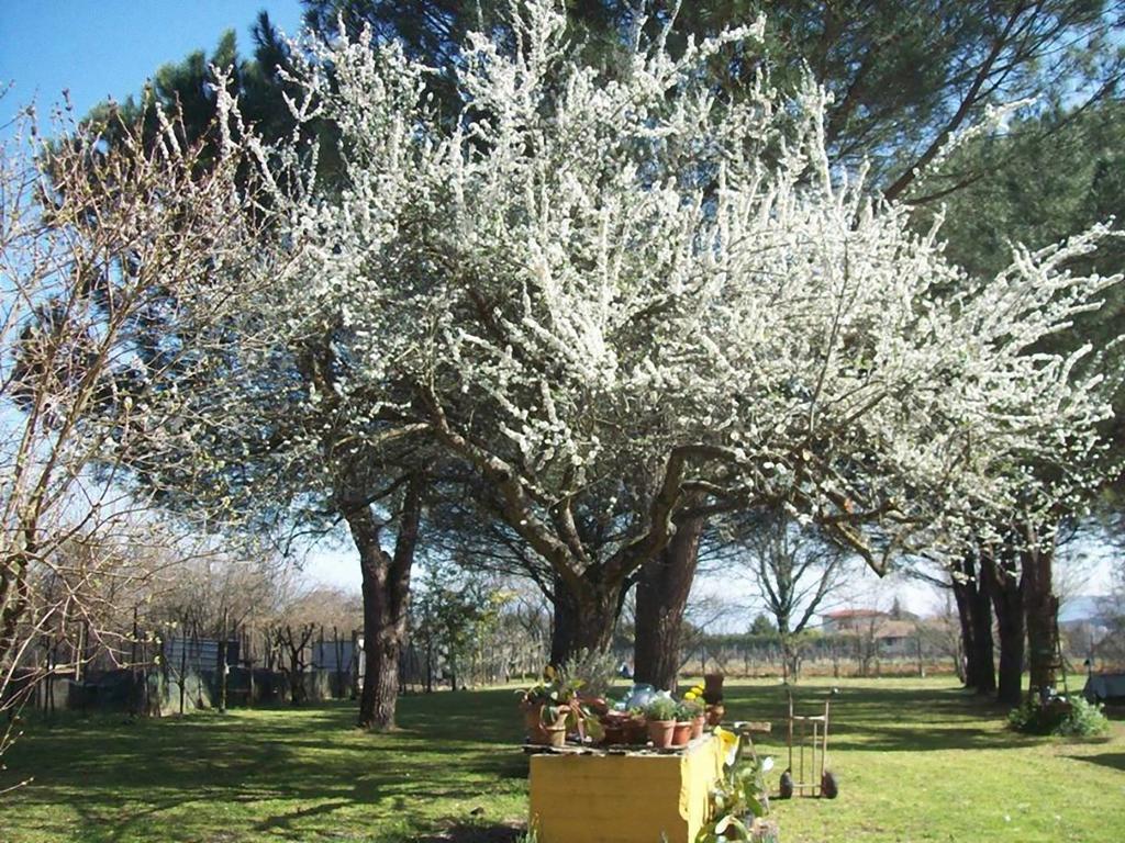 Campo alle Monache Bucine Esterno foto